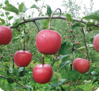 庄原比和　白根りんご農園