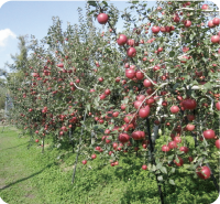 庄原比和　白根りんご農園